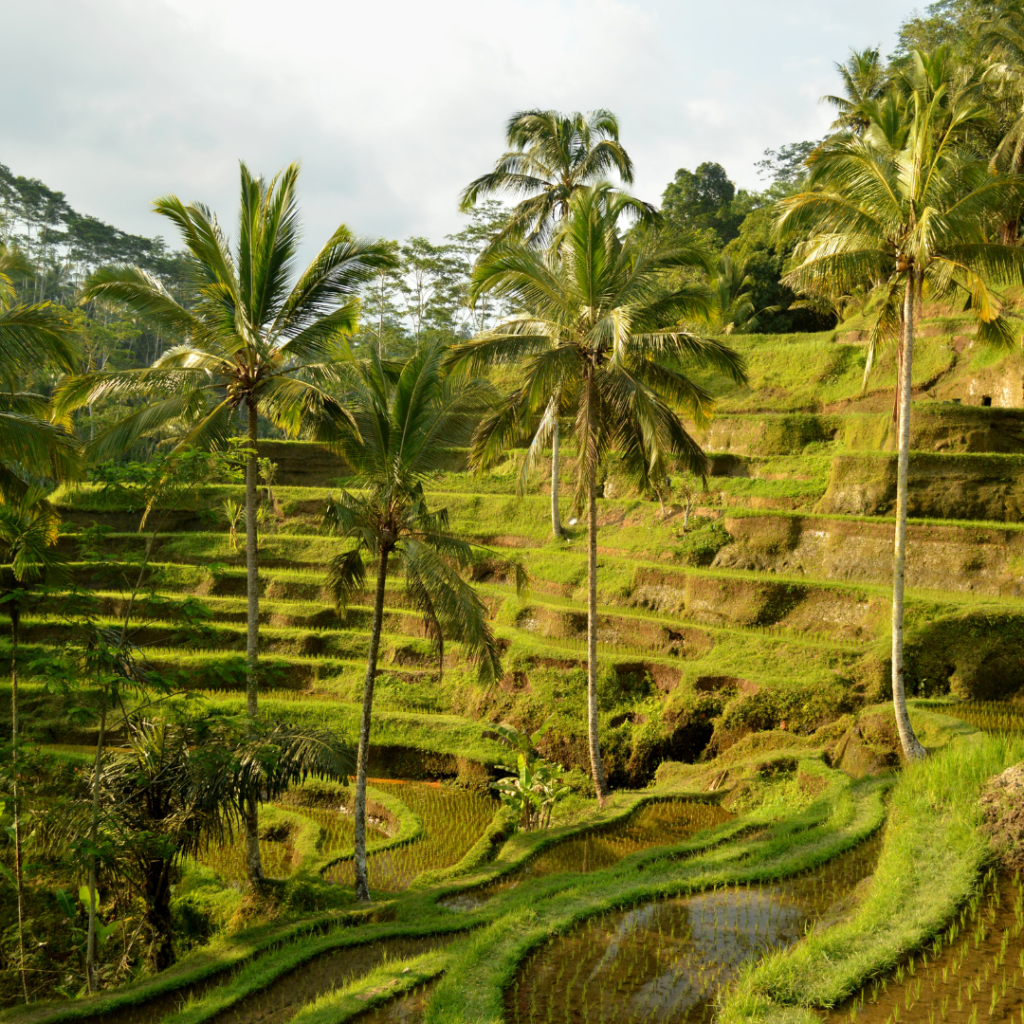  Rice Terrace 